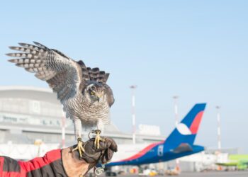 В аэропорту «Курумоч» рассказали, как соколы охраняют территорию от нашествия птиц