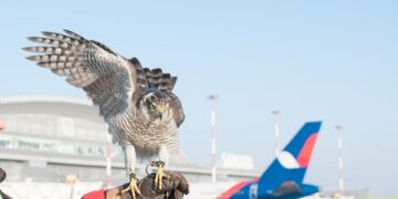 В аэропорту «Курумоч» рассказали, как соколы охраняют территорию от нашествия птиц