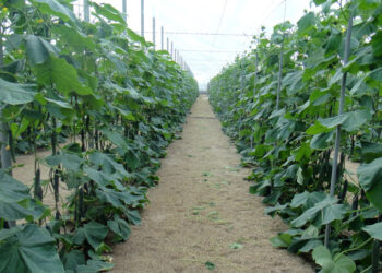 Бенефициары треста «Волгасетьстрой» приобрели крупнейший в Поволжье тепличный агрокомплекс