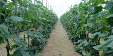 Бенефициары треста «Волгасетьстрой» приобрели крупнейший в Поволжье тепличный агрокомплекс