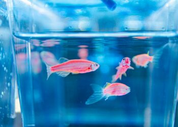 Ученые из Челябинска начали испытывать антидепрессанты на грустных рыбах