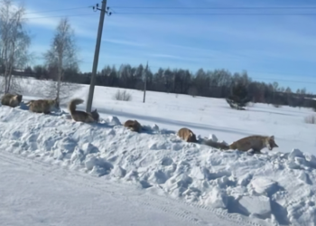 В Самарской области на обочине трассы нашли тела десятка мертвых лисиц