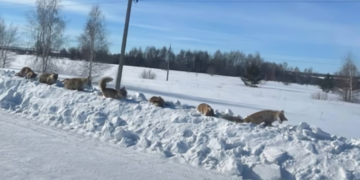 В Самарской области на обочине трассы нашли тела десятка мертвых лисиц