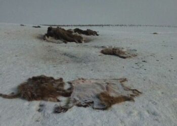 После десятка трупов лисиц, в Самарской области обнаружили останки 80 кабанов и косуль