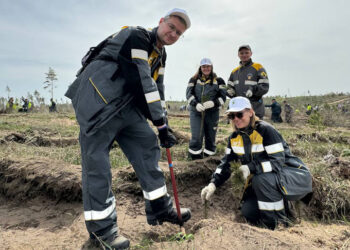 В Ставропольском районе Самарской области высадили 31 тысячу саженцев сосны