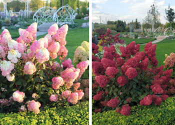 Самарские застройщики «вплетают» комфортную среду в проекты своих жилых комплексов