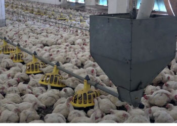 ГАП «Ресурс» закольцевал контроль над Тимашевской птицефабрикой