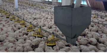 ГАП «Ресурс» закольцевал контроль над Тимашевской птицефабрикой