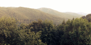 Самарские города Кинель и Новокуйбышевск накрыло «лесное проклятье»