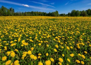 Более половины читателей OBOZ.INFO чувствуют себя счастливыми