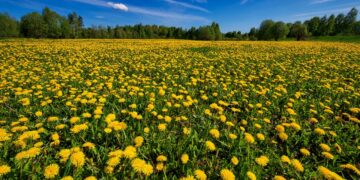 Более половины читателей OBOZ.INFO чувствуют себя счастливыми