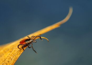 В Самарской области начался сезон активности клещей