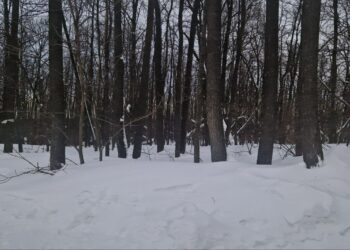 Фото: Александра Русяева