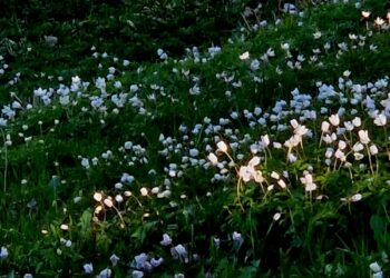 Застройщик Сухой Самарки переиграл оппонентов своего проекта