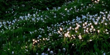 Застройщик Сухой Самарки переиграл оппонентов своего проекта