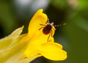 Число укушенных клещами самарцев приближается к тысяче