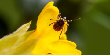 Число укушенных клещами самарцев приближается к тысяче