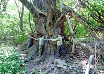 Двухсотлетняя ива из Самарской области претендует на звание «Дерева года»