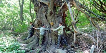 Двухсотлетняя ива из Самарской области претендует на звание «Дерева года»