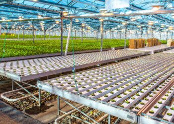 Вьюговы выстроили мини-монополию из самарских тепличных комплексов