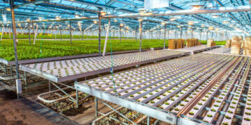 Вьюговы выстроили мини-монополию из самарских тепличных комплексов