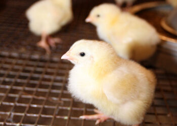 Кредиторы банкротящейся самарской птицефабрики не дали управляющему занизить размер ее активов