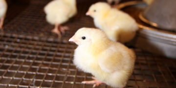 Кредиторы банкротящейся самарской птицефабрики не дали управляющему занизить размер ее активов