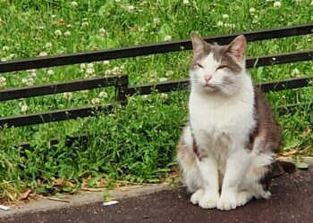 В Самарской области предложили создать реестр домашних животных 