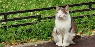 В Самарской области предложили создать реестр домашних животных 