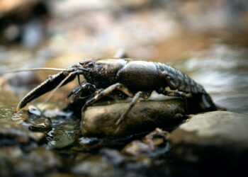 В Самарской области поймали мужчину с 15 тысячами нелегальных раков