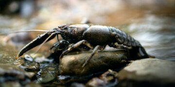 В Самарской области поймали мужчину с 15 тысячами нелегальных раков