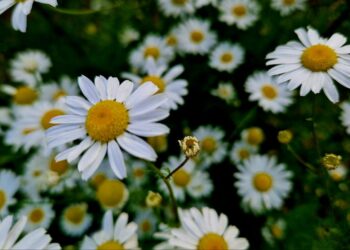 Афиша выходного дня: куда сходить в Самаре с 26 по 28 июля