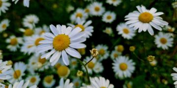 Афиша выходного дня: куда сходить в Самаре с 26 по 28 июля