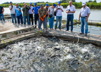 Самарские газовики выпустили в реку Волгу более 13 тысяч мальков стерляди