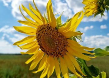 Афиша выходного дня: куда сходить в Самаре с 9 по 11 августа