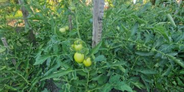 Правительство РФ отклонило самарскую инициативу об изъятии брошенных садов и огородов