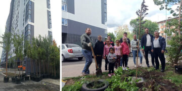 В одном из микрорайонов Самары застройщик высадил аллею из молодых деревьев