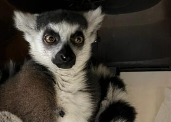 Самарские таможенники не дали вывезти за границу кошачьего лемура