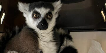 Самарские таможенники не дали вывезти за границу кошачьего лемура