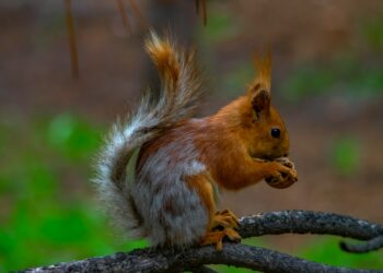 В Самарской области мужчину обвинили в гибели породистых белок