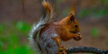 В Самарской области мужчину обвинили в гибели породистых белок