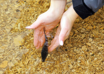 «Самаранефтегаз» в 2024 году выпустил в Волгу более 40 тысяч мальков ценных пород рыб