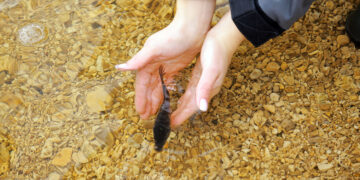 «Самаранефтегаз» в 2024 году выпустил в Волгу более 40 тысяч мальков ценных пород рыб