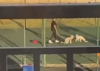 За выгул детей на четвереньках родителей квадроберов в России будут штрафовать на 5 тысяч