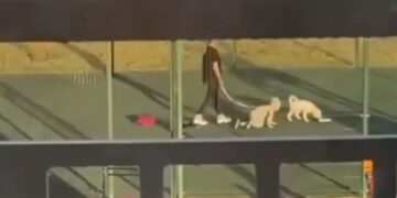 За выгул детей на четвереньках родителей квадроберов в России будут штрафовать на 5 тысяч