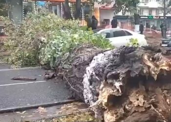 В Самаре громадное дерево упало поперек улицы Молодогвардейской   