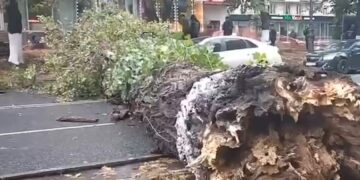 В Самаре громадное дерево упало поперек улицы Молодогвардейской   