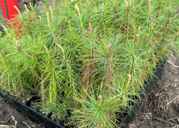 В Тольятти КуйбышевАзот продолжил восстановление Ставропольского сосняка