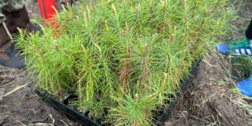 В Тольятти КуйбышевАзот продолжил восстановление Ставропольского сосняка