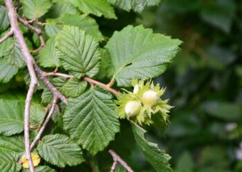 Захар Прилепин расшифровал название новейшей российской ракеты песней «Аквариума»